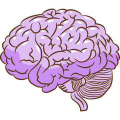 Illustration of a Light Purple Human Brain with Detailed Lobes and Cerebellum on a Transparent Background