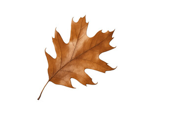 Naklejka premium Brown dry oak leaf isolated on transparent background illustrating autumn season and fall nature concept