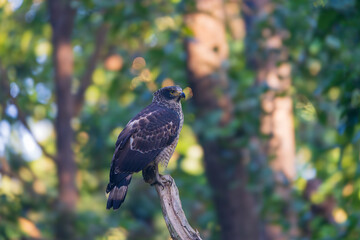 Crested Serpent-eagle perched alertly, showing its bold crest, sharp eyes, and striking plumage. A powerful raptor captured in its natural forest habitat, scanning for prey.