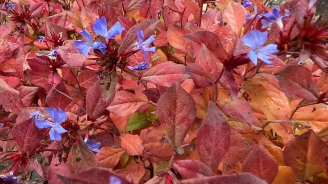 Ceratostigma plumbaginoides bush dwarf plumbago, hardy plumbago, blue leadwort, blue snow-flower ornamental flowering plant.