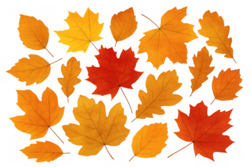 Autumn leaves falling, isolated on transparent background, symbolizing the seasonal change, harvesting, and nature's beauty