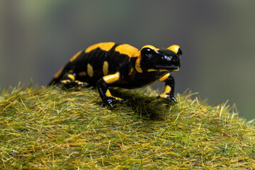 A Fire Salamander (Salamandra salamandra) showing its glossy black skin with bright yellow markings, as an aposematic warning to predators.