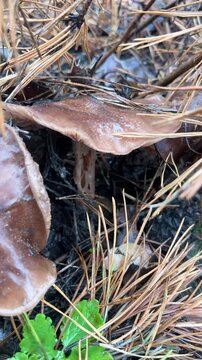 From under the pine branches in the forest floor, a large brown edible boletus mushroom is visible. Mushroom season in the forest. Mushroom picking. A walk through the autumn forest.