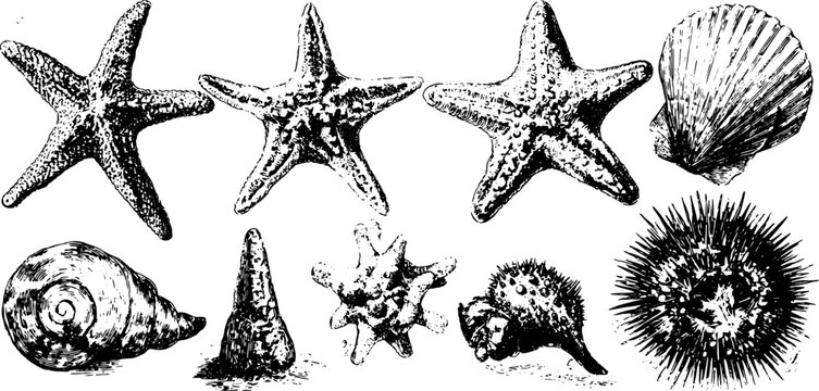 Vintage engraving of starfish and shells in a detailed black outline. This set captures the essence of oceanic life in a classic vector illustration.