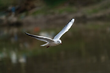 Black-headed Gull perched by the water, showing its white plumage, dark head, and red bill. A calm wildlife moment capturing this elegant shorebird in its natural wetland habitat.