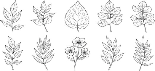A versatile collection of detailed botanical leaf and delicate flower line art illustrations, perfect for nature-inspired design projects, eco-friendly themes, and elegant decorative elements