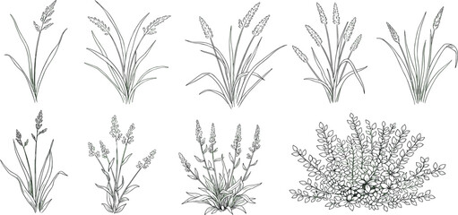 Collection of hand-drawn botanical illustrations featuring various types of grasses and flowering plants