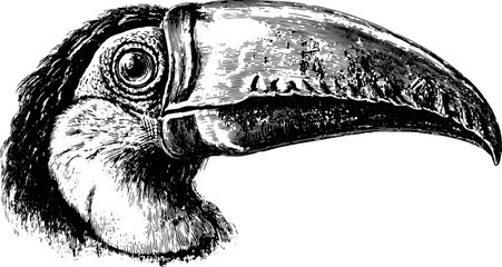 Obraz premium Toucan head illustration in vintage style. Detailed black and white vector art of a wildlife subject, providing realistic representation.