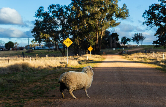 sheep facing away on gravel driveway road in rural Australia