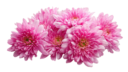 Group of Pink Chrysanthemums with Green Centers pink flowers isolated on a transparent background