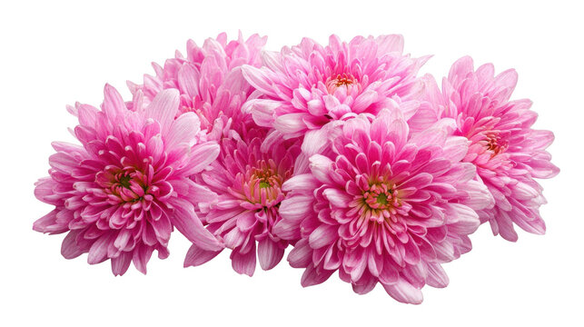 Group of Pink Chrysanthemums with Green Centers pink flowers isolated on a transparent background - Powered by Adobe