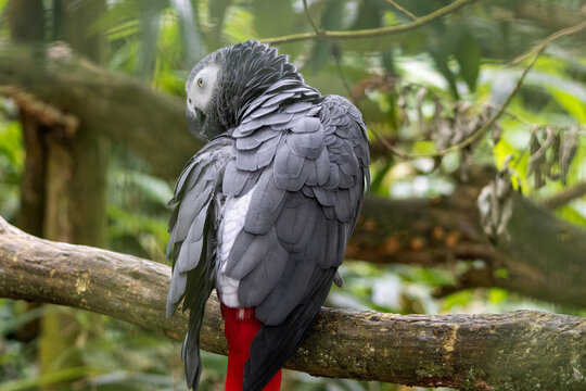 Gris du Gabon