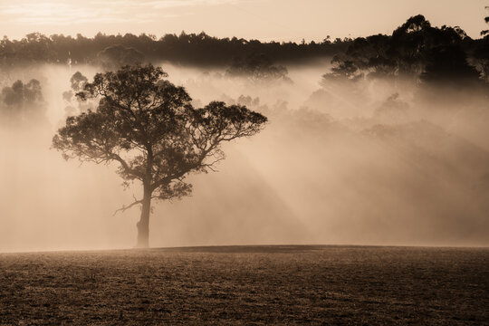 Morning sunshine streaming through foggy trees