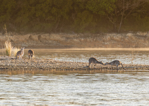 Group of kangaroos interacting at water's edge