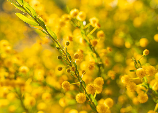 Flowering hedge wattle, Acacia paradox