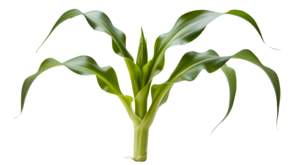 A young green corn stalk with broad leaves reaching outwards and upwards isolated on transparent background