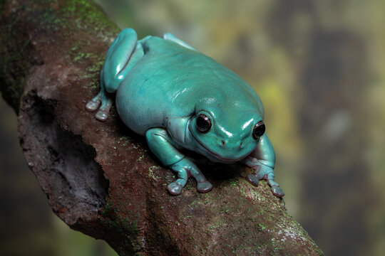 Close-up image of a blue dumpy tree frog (Litoria caerulea) displaying its rare turquoise color variation. This species, also known as White&rsquo;s tree frog, is native to Australia and New Guinea.