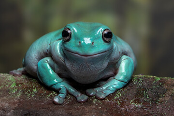 Close-up photo of a blue dumpy tree frog (Litoria caerulea) displaying its rare turquoise color variation. This species, also known as White’s tree frog, is native to Australia and New Guinea.