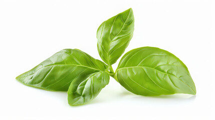 Obraz premium fresh basil leaf isolated on white background