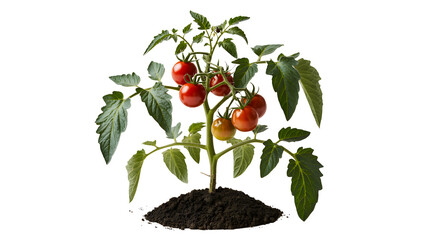 Healthy ripe cherry tomato plant with red fruits and green leaves growing from soil isolated on transparent background