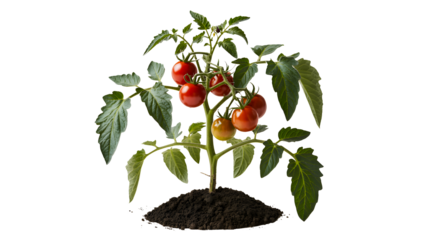 Healthy ripe cherry tomato plant with red fruits and green leaves growing from soil isolated on transparent background