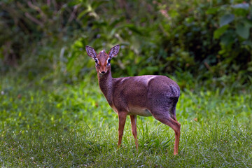 Cavendish's Dik-Dik (Madoqua cavendishi), a small bush antelope in the bush of the Masai Mara reserve.