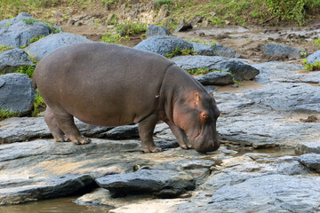 Hippopotamus (Hippopotamus amphibius), shortened to hippo, a large individual emerges onto the rocky bank of the Mara River.