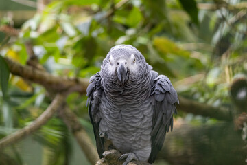 Gris du Gabon