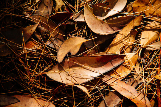 Dry gum leaves and pine needles on the forest floor