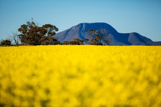 Bright yellow canola paddock with the Stirling Ranges in background