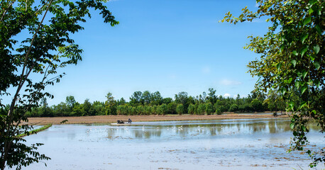 Farmers prepare the field for rice planting with a local tractor.