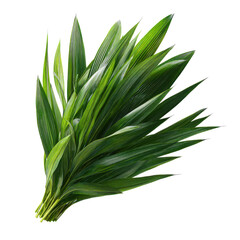 Obraz premium Greenery's Embrace: An intimate capture of lush, verdant leaves that form a harmonious bouquet, exuding freshness and the essence of natural tranquility.