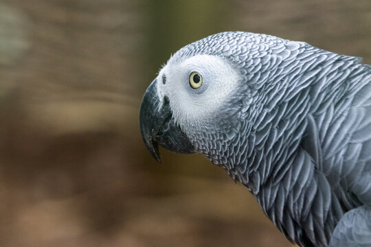 Gris du Gabon