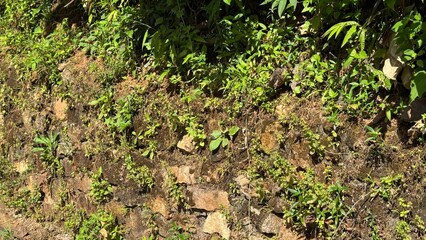 moss on the ground