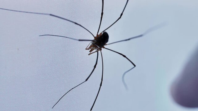 Harvestman spider crawling on white background showing long legs