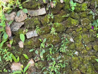 moss on stone