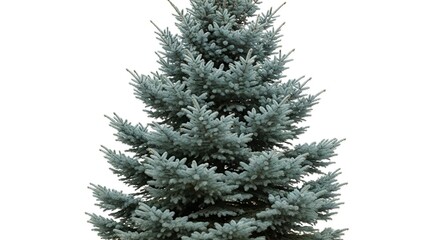 A vibrant blue spruce tree stands majestically against a clean white background