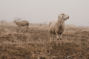 Sheep standing on a dry grass field in foggy weather. Farm animals grazing in a rural landscape with muted natural colors.