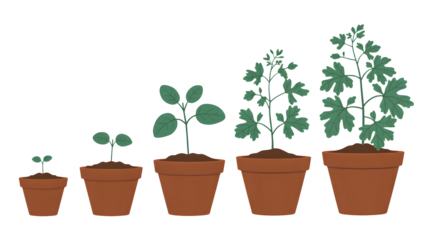 Illustration of five potted plants showing different stages of growth from seedling to mature plant isolated on transparent background