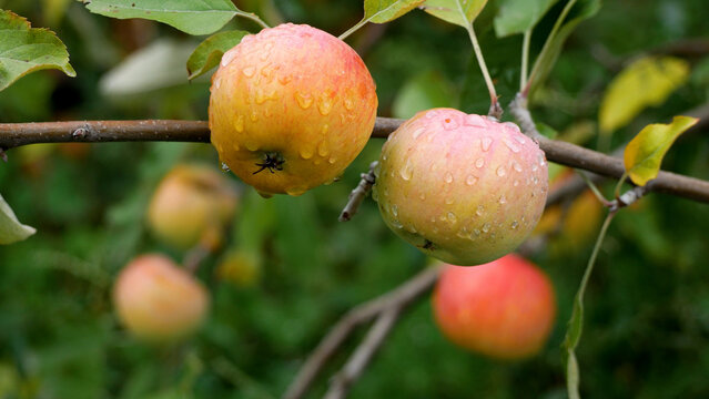 Ripe apples hang on a branch of an apple tree in the garden. Apples have large dew drops after rain. Growing and harvesting apples. Apples as a healthy sweet natural dessert in a healthy diet, raw