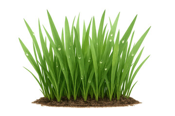Fresh green grass growing from soil with water drops, symbolizing nature, growth, and freshness, transparent background