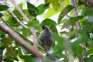 Bulbul de Bourbon / Bulbul de la Réunion /Hypsipetes borbonicus / Reunion Bulbul /Merl pei /Merle pays