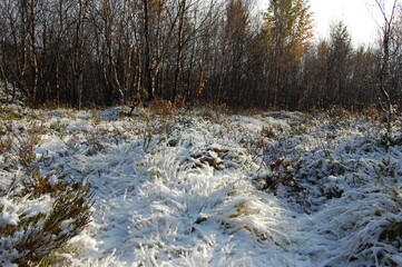 Grass in the forest, covered with the first white snow on a sunny autumn day.