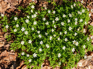 Wood Anemone flowers patch on forest floor in spring