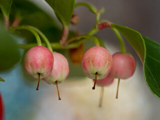 Gaultheria procumbens L., an evergreen plant from the heather family with small fruits and bell-shaped, pink flowers