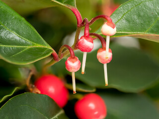 Gaultheria procumbens L., an evergreen plant from the heather family with small fruits and bell-shaped, pink flowers