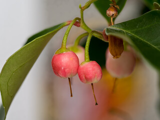 Gaultheria procumbens L., an evergreen plant from the heather family with small fruits and bell-shaped, pink flowers