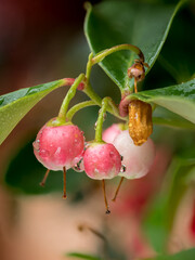 Gaultheria procumbens L., an evergreen plant from the heather family with small fruits and bell-shaped, pink flowers
