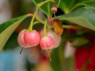 Gaultheria procumbens L., an evergreen plant from the heather family with small fruits and bell-shaped, pink flowers