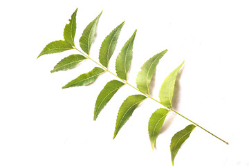 Fresh green Neem leaves isolated on white. Azadirachta indica. Bunch of Neem Leaves.